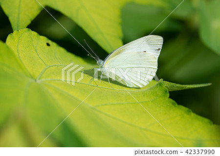 Monstrous chowder stopped at Furong's leaves 42337990