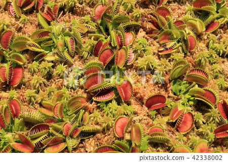 Fly-tinged glutinous rice 42338002