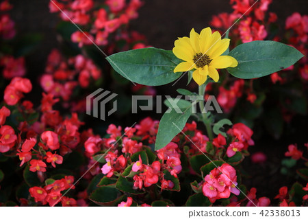 向日葵在紅色花床上綻放 42338013