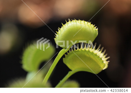 鯊魚的牙齒般的葉子 42338014