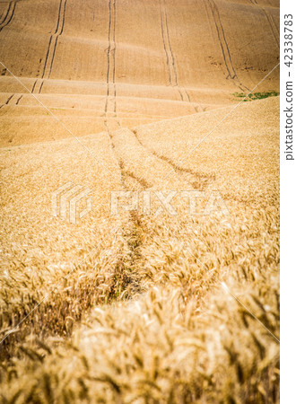 Moravian Tuscany Kyjov Moravian Tuscany Kyjov 42338783