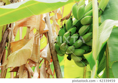 Bananas on tree and dry leaves. Bananas on tree and dry leaves. 42339459
