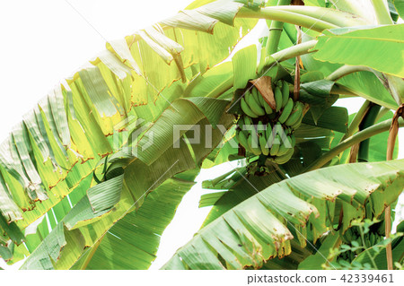 Bananas on tree at sky. Bananas on tree at sky. 42339461