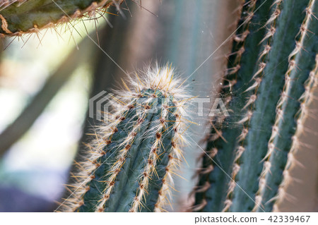 Cactus in park. Cactus in park. 42339467