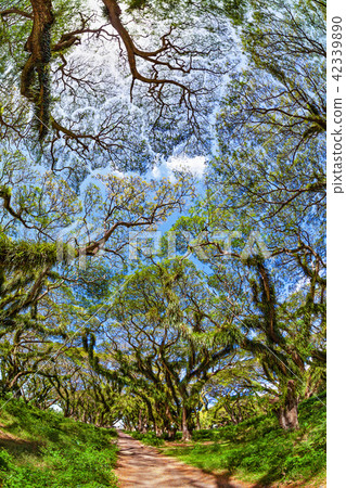 Walking path under green canopy in ancient forest. 42339890