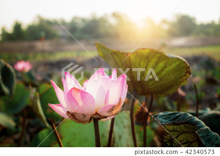 Pink lotus at sunlight. Pink lotus at sunlight. 42340573