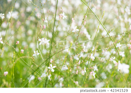 Flowers in full bloom Gaulah Flowers in full bloom Gaulah 42341529