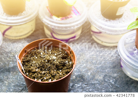 Small greenhouse 42341778