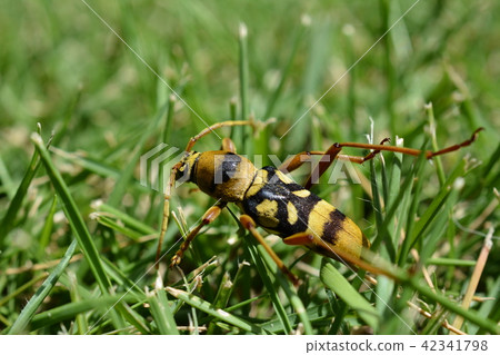 Insect image material, adults of the Japanese camphor tree camphor tree Insect image material, adults of the Japanese camphor tree camphor tree 42341798