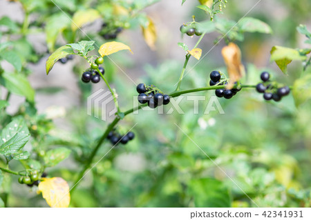 The black fruit of the dogwood The black fruit of the dogwood 42341931