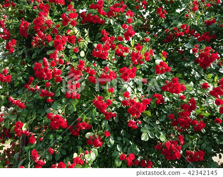 盛開的玫瑰 42342145