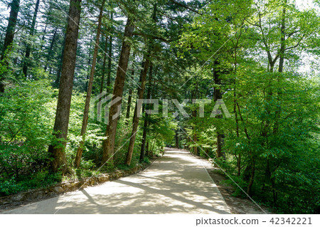 Walk around Ojima Mountain Fir Forest Route 42342221