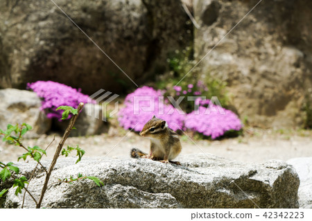人與野生動物共存 人與野生動物共存 42342223