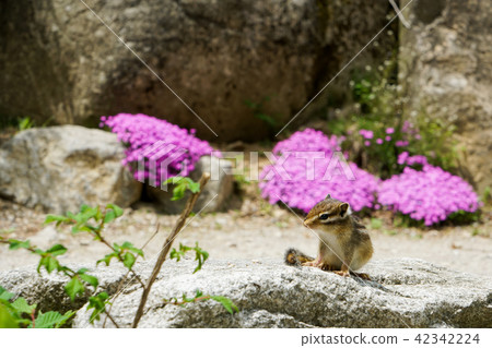 人與野生動物共存 人與野生動物共存 42342224