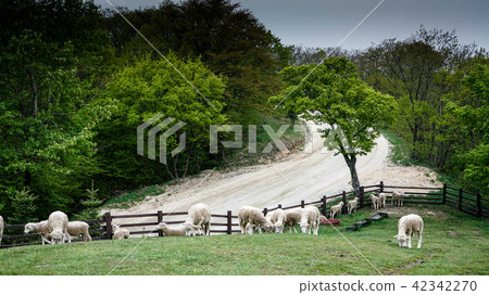 Daegwallyeong ranch experience, future eco-friendly development 42342270