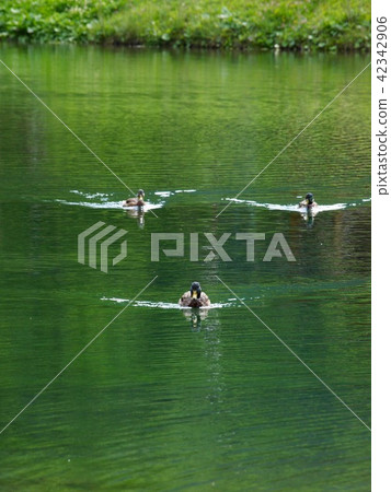 Le Pontet/Les Contamines-Montjoie,France Le Pontet/Les Contamines-Montjoie,France 42342906