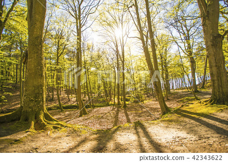 Forest in spring in soft, sunny light Forest in spring in soft, sunny light 42343622
