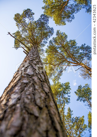 Scots pine with blue sky 42343625