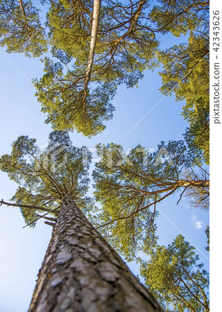 Scots pine with blue sky 42343626