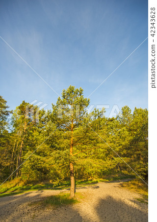 Scots pine with blue sky Scots pine with blue sky 42343628