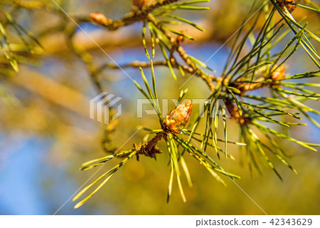 Scots pine, young, green shoots in spring Scots pine, young, green shoots in spring 42343629