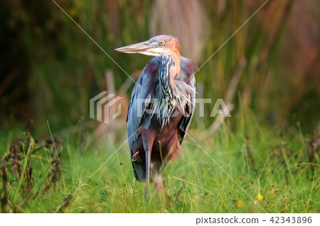 Heron in a grass on river coast 42343896