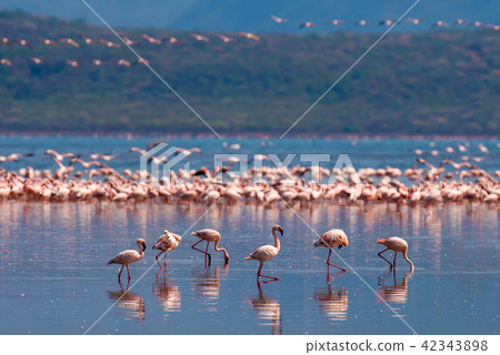 Flamingos 42343898