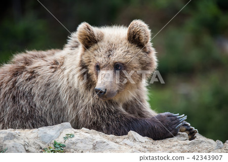 Brown bear cub in a spring forest Brown bear cub in a spring forest 42343907
