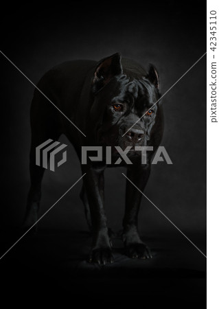 Purebred Corso dog  standing on a black background 42345110