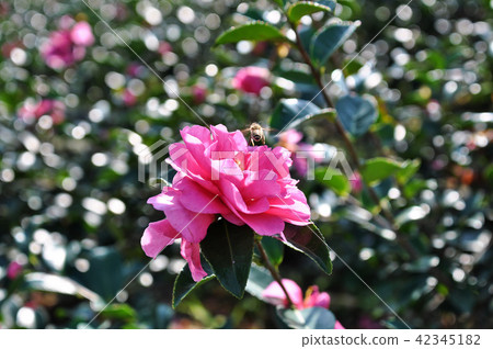 三岔花三岔茶花台灣茶花山茶花山茶花 42345182