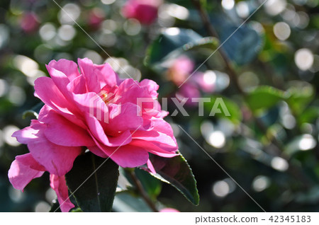 三岔花三岔茶花台灣茶花山茶花山茶花 42345183