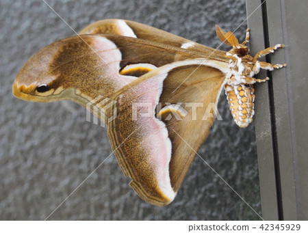 Shinju Sun (Yamamayugyidae) 42345929