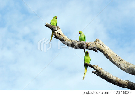 Parrots Sri Lanka Parrots Sri Lanka 42346023