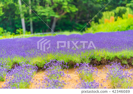 Horigami Pass薰衣草花園在北海道在夏天 Horigami Pass薰衣草花園在北海道在夏天 42346089