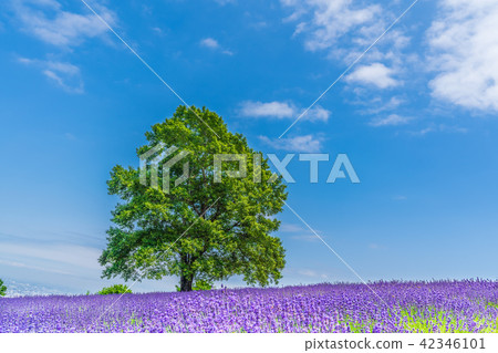 Horigami Pass薰衣草花園在北海道在夏天 42346101