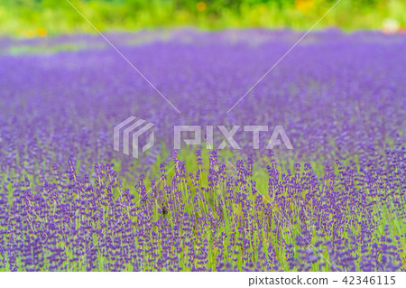 Horigami Pass薰衣草花園在北海道在夏天 42346115