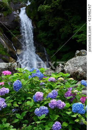 Hydrangea of a falling waterfall 42346247
