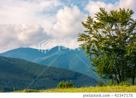 trees on the grassy meadow in mountains trees on the grassy meadow in mountains 42347178