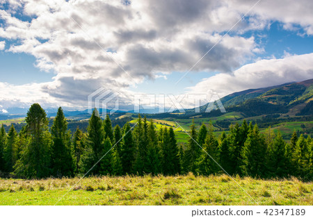 spruce forest on the grassy hillside in mountains 42347189