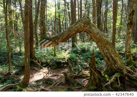 (Yamanashi Prefecture) Aokigahara Sea walking path 42347640