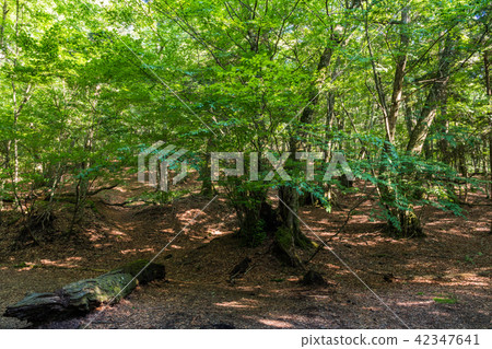 (Yamanashi Prefecture) Aokigahara Seigo Beech forest of Omuroyama 42347641