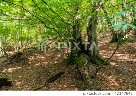 (Yamanashi Prefecture) Aokigahara Seigo Beech forest of Omuroyama 42347642