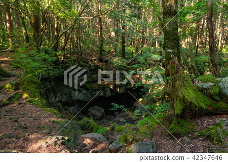 (Yamanashi Prefecture) Aokigahara Sea Fuji Wind hole 42347646