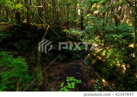 (Yamanashi Prefecture) Aokigahara Sea Fuji Wind hole 42347647