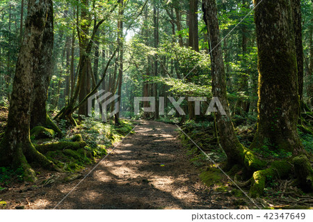 (Yamanashi Prefecture) Aokigahara Sea walking path 42347649