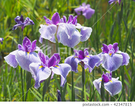 鳶尾花 鳶尾花 42347815