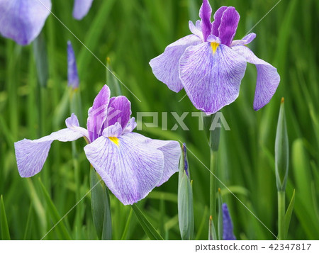 鳶尾花 鳶尾花 42347817