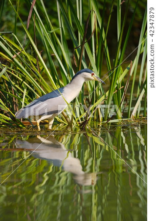 Bird fishing in the lake 42347879