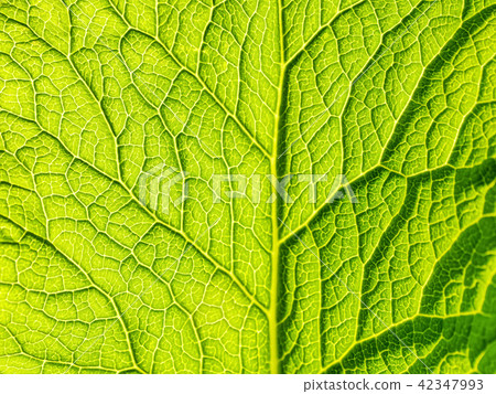 Green leaf texture 42347993