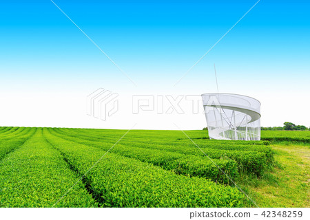 Tea farm 42348259
